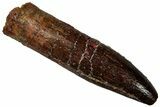 Fossil Sauropod Dinosaur (Titanosaur) Tooth - Morocco #298505-1